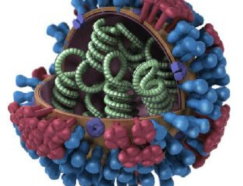 Studie varkens influenzavirus