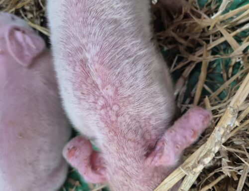 Een raar gezicht: Varkenspokken