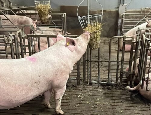 Spieken mag! Samen werken aan nieuwsgierige, gezonde en tevreden varkens